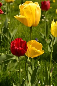 Close-up of red tulips blooming