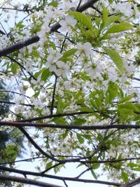 Low angle view of white flowering tree