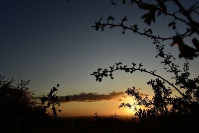 Low angle view of silhouette trees against sky during sunset