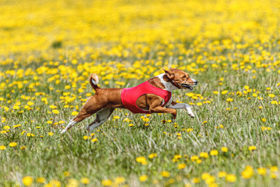 Basenji dog running in red jacket on coursing field at competition in summer