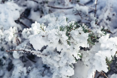 Snowed pine tree branches background