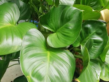 Full frame shot of fresh green plant