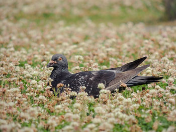 Bird on field