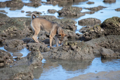 View of lion drinking water from rock