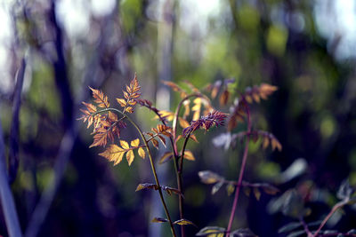 Close-up of flowering plant against blurred background