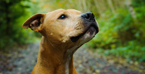 Close-up of brown dog looking away