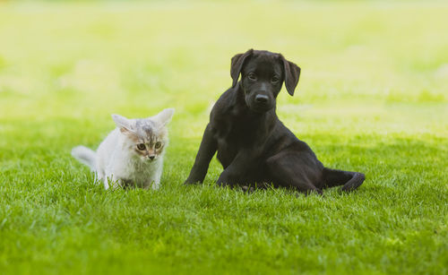 Portrait of dog on field