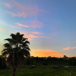 Palm trees on field against sky at sunset