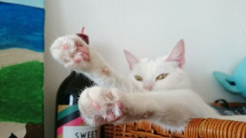 Portrait of cat