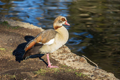 Close-up of duck on rock