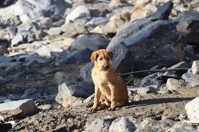 Dog sitting on rock