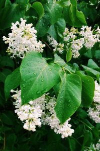 Close-up of white flowers