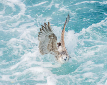 View of a bird flying over sea