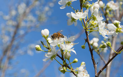 Close-up of bee on cherry blossom