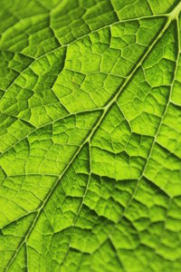 Full frame shot of leaf