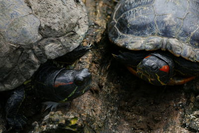 Close-up of tortoise on ground