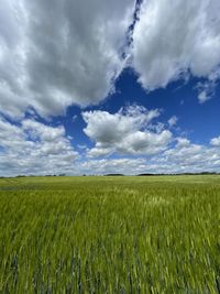 Scenic view of agricultural field against sky