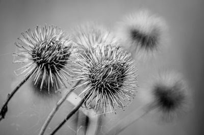 Close-up of thistles in black and white 