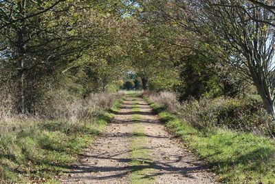 Rear view of man walking on footpath in forest