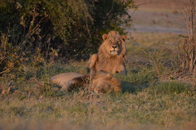 Lioness running on field