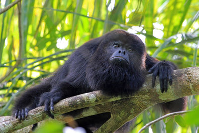 Portrait of a monkey sitting on the ground