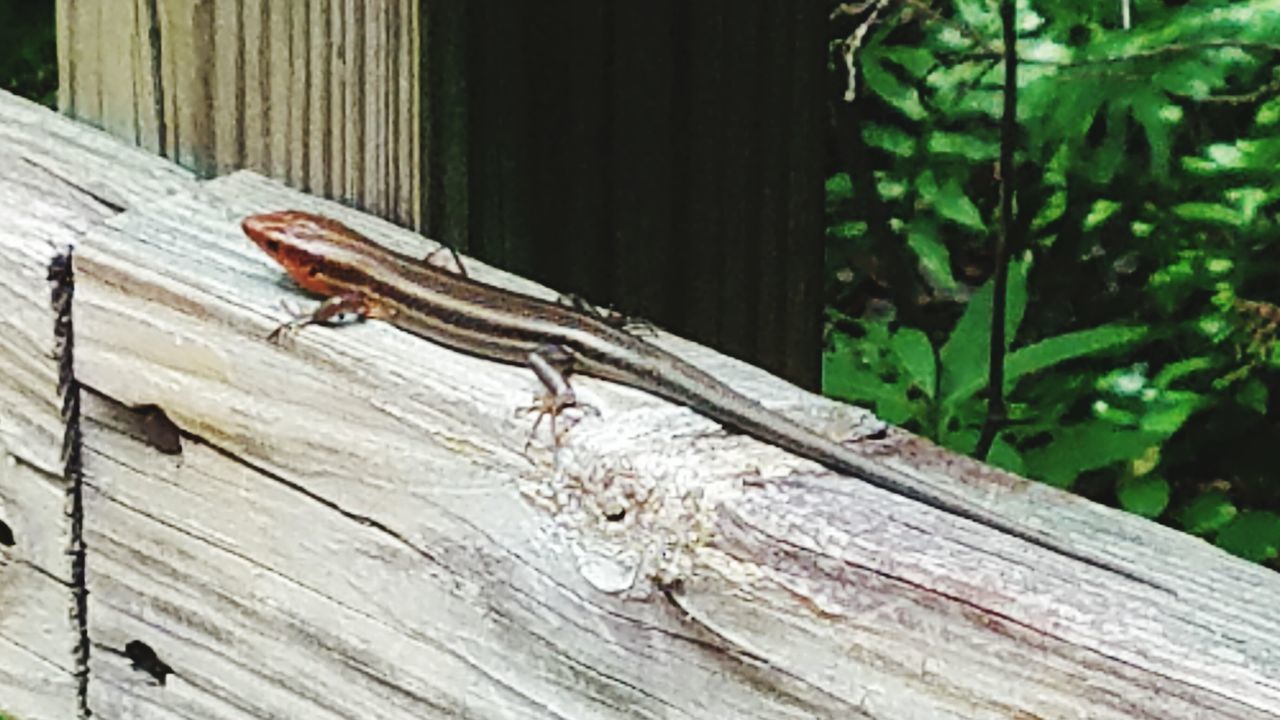 animal themes, wildlife, wood - material, wooden, wood, plank, close-up, zoology, nature, selective focus, outdoors, day, no people, tree trunk, focus on foreground, animal, beauty in nature, green color