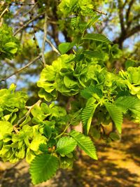 Close-up of fresh green leaves on tree