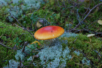 Close-up of mushroom growing on field