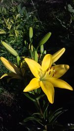 Close-up of day lily blooming outdoors