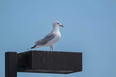 Low angle view of seagull perching on street light against clear sky