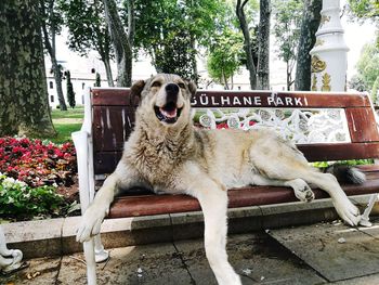 Portrait of dog sitting on tree