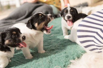 Close-up of two dogs