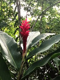 Close-up of flowers blooming on tree