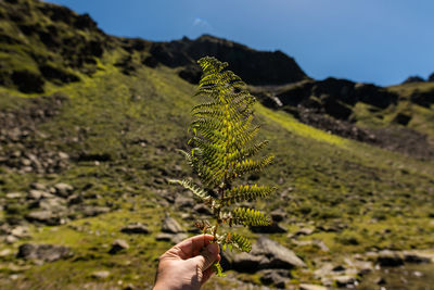 Cropped hand holding ferns against mountain