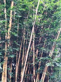 Close-up of bamboo trees in forest