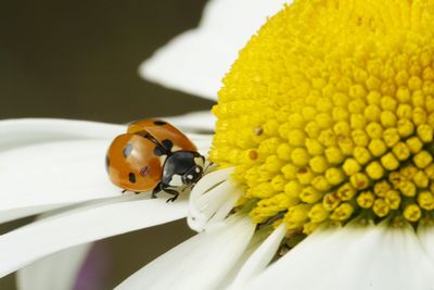 Close-up of ladybug on yellow flower