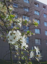 Low angle view of flower tree