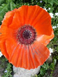 Close-up of red poppy flower