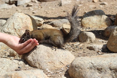 Close-up of hand holding lizard on rock