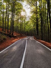 Road amidst bare trees