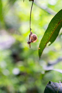 Close-up of snail on plant