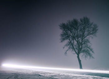 Bare trees against sky