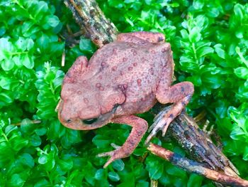 Close-up of a lizard on tree