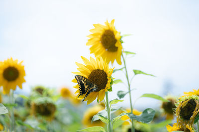 Close-up of bee pollinating on sunflower