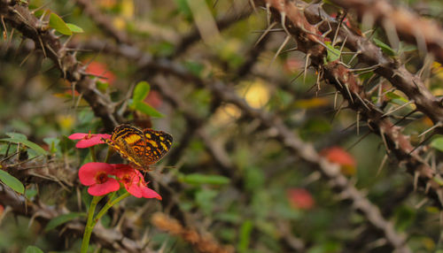 Close-up of butterfly pollinating on flower