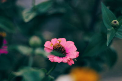 Close-up of pink flower