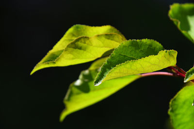 Close-up of water drops on leaves