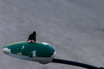 Bird perching on a lamp