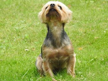 Dog sitting on field