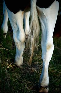 Low section of horse standing on field